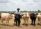 C’River Targets N100bnLlivestock Economy by 2033, Govt