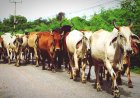 FG, C'River Test 600 Livestock Samples for Disease Control