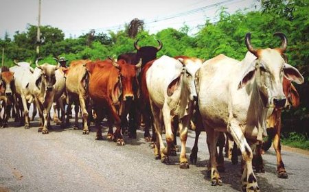 FG, C'River Test 600 Livestock Samples for Disease Control