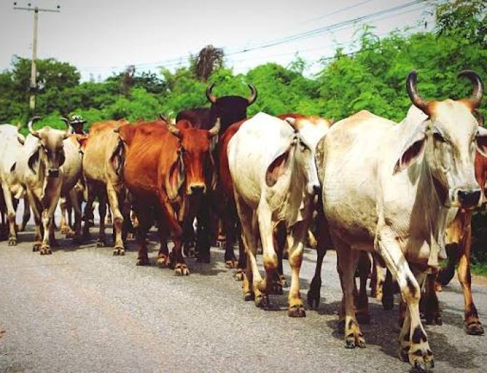 FG, C'River Test 600 Livestock Samples for Disease Control