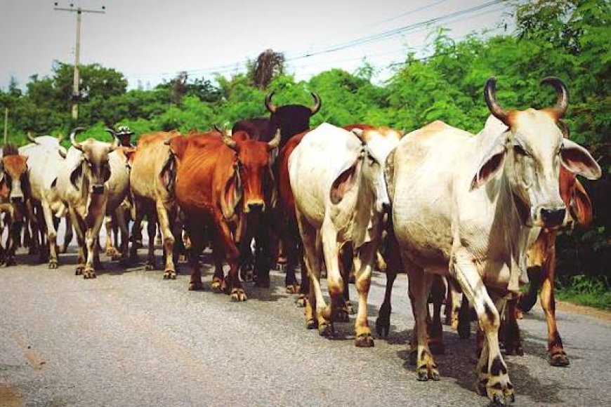 FG, C'River Test 600 Livestock Samples for Disease Control