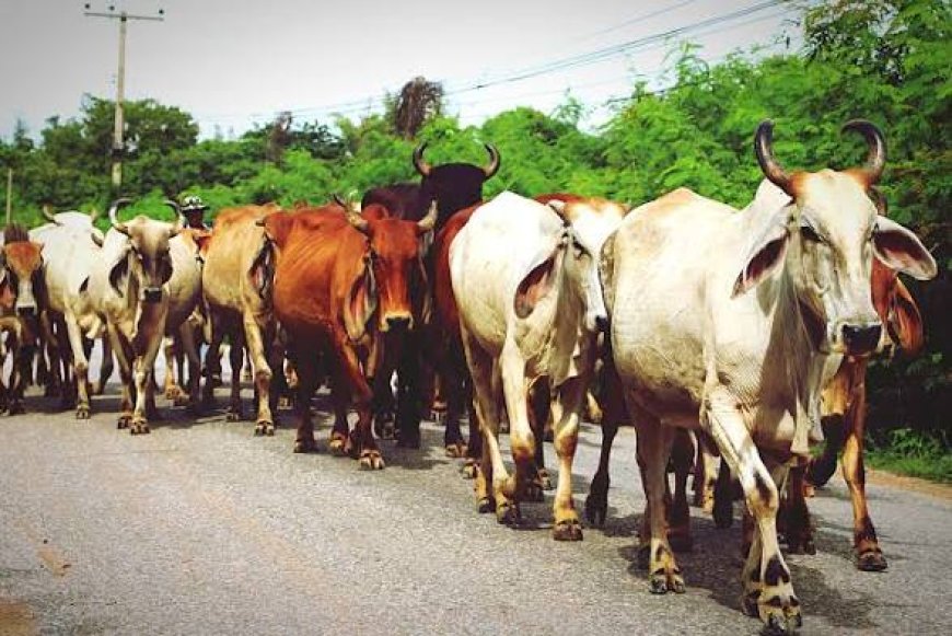 FG, C'River Test 600 Livestock Samples for Disease Control