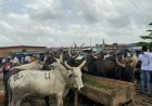 C’River targets higher livestock production, modern abattoirs to improve meat supply