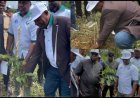 Association Restores 200 Hectares of Forest in C’River, Targets 2m Seedlings