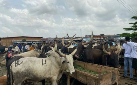 C’River targets higher livestock production, modern abattoirs to improve meat supply