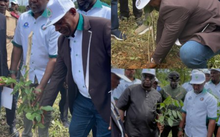 Association Restores 200 Hectares of Forest in C’River, Targets 2m Seedlings