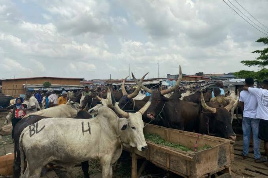 C’River targets higher livestock production, modern abattoirs to improve meat supply