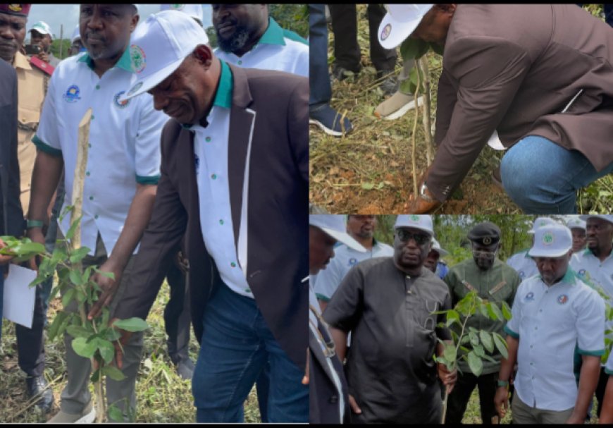 Association Restores 200 Hectares of Forest in C’River, Targets 2m Seedlings